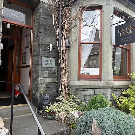Elm Tree 4*